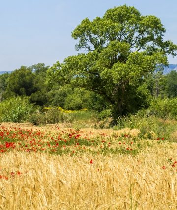Le Domaine des Iscles